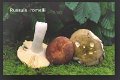 Russula romellii-amf1673-1